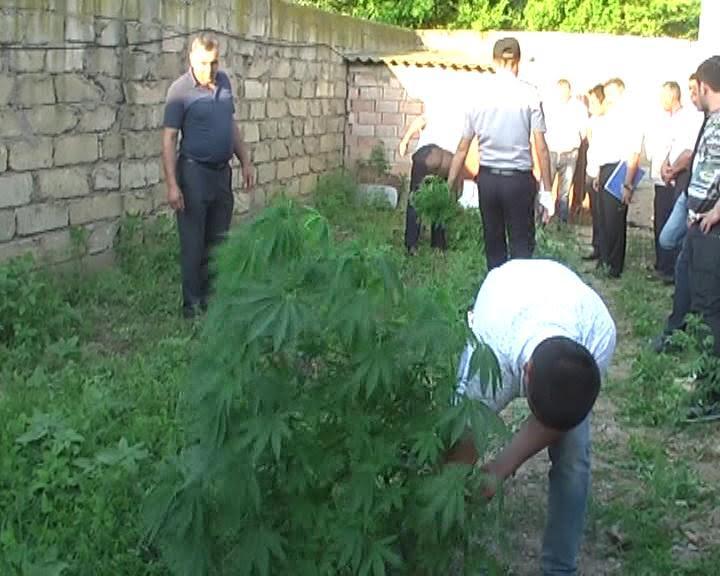 10 kq narkotik beçərən şəxs saxlanıldı - VİDEO - FOTO