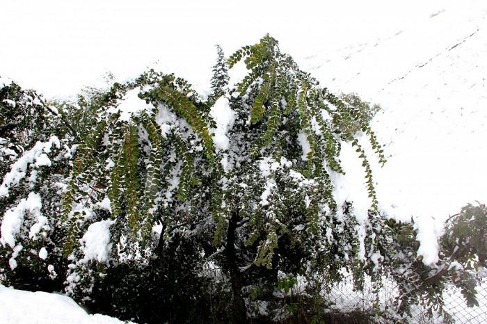 Cəlilabada qar yağdı - FOTO