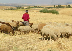 6 uşaq atası olan 37 yaşlı çoban <span class="color_red">faciəvi şəkildə öldü</span>