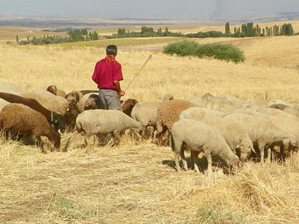 6 uşaq atası olan 37 yaşlı çoban <span class="color_red">faciəvi şəkildə öldü</span>