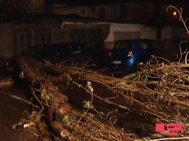 Bakıda ağac aşdı, 3 avtomobili əzildi - FOTO