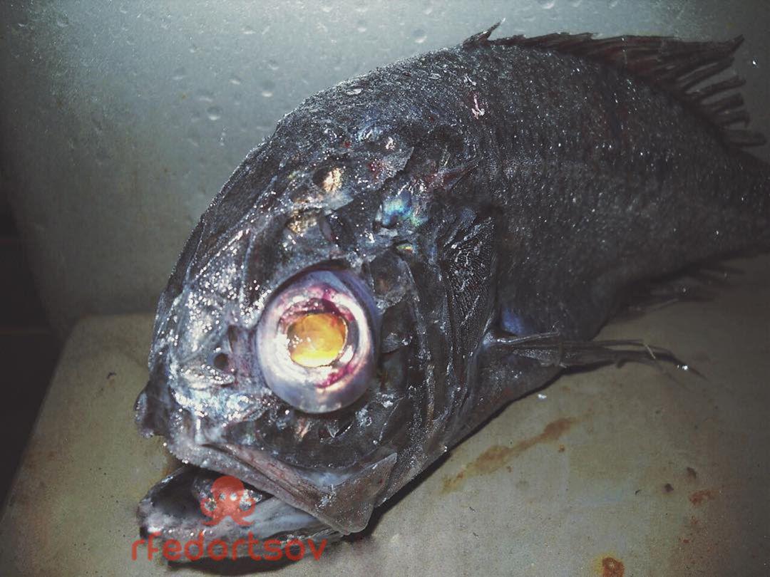 Гренадер рыба фото с головой