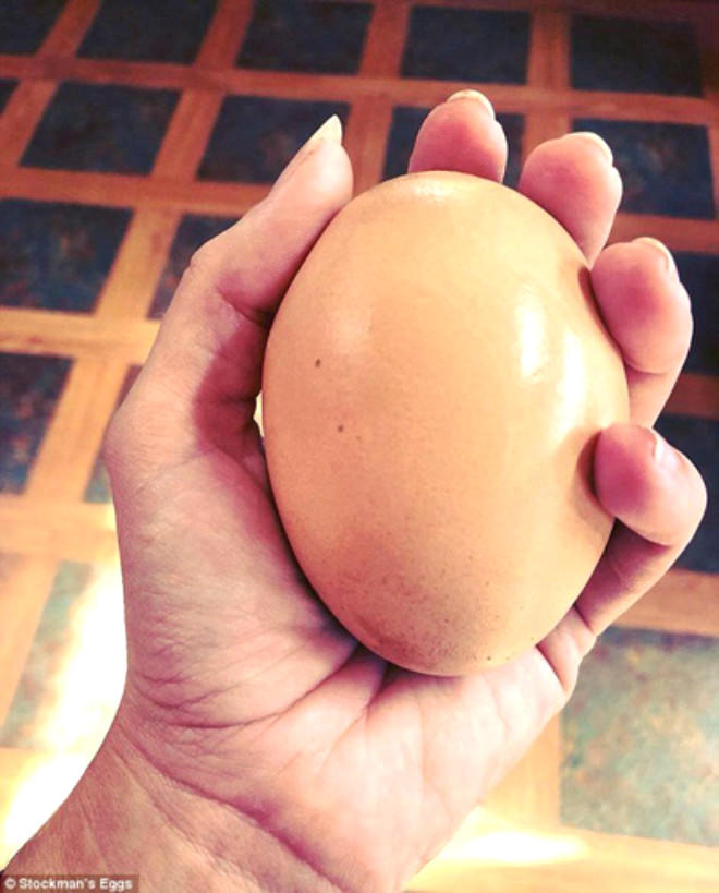 Yumurtanın içindən çıxan görənləri ŞOKA SALDI - FOTO