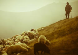 Qaxda 49 yaşlı çoban intihar etdi