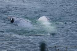 Nəhəng mavi balina ovlandı, qalmaqal yarandı - VİDEO - FOTO