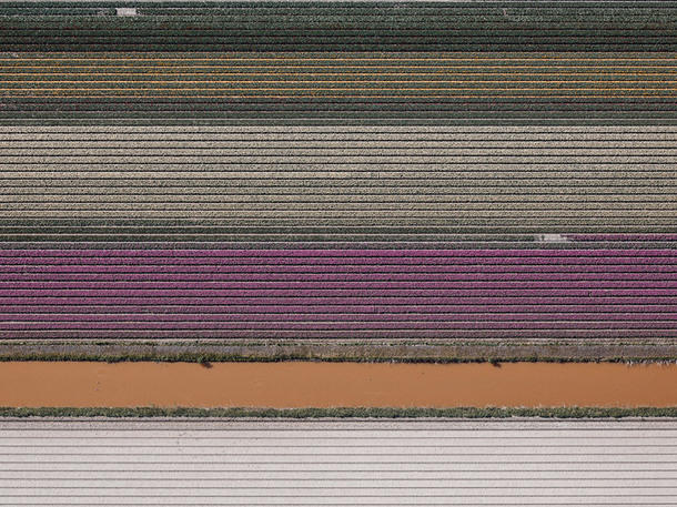 Hollandiyanın lalə tarlaları - FOTO