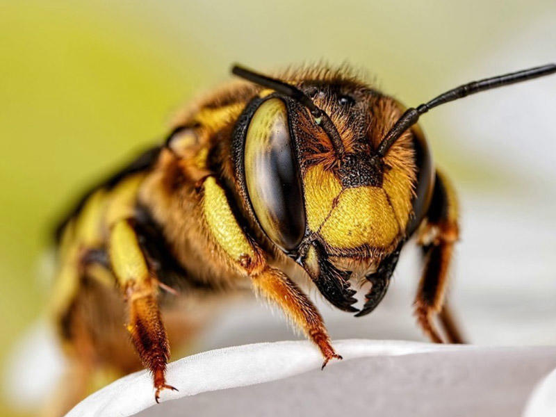 Какая голова пчел. Голова пчелы. Лицо пчелы. Пчела обои. Сон на пчелах.
