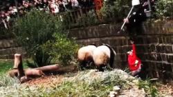 5 yaşlı qız pandanın qəfəsinə düşdü - VİDEO - FOTO