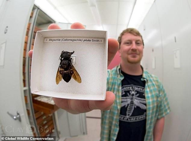 Dünyanın ən böyük arısı aşkarlandı - məhv olmuş sayılırdı - VİDEO - FOTO