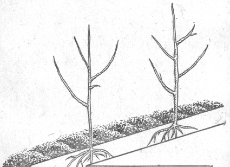 На каком расстоянии сажать сад. Схема посадки плодовых деревьев. Схема посадки черешни. Схема посадки сеянцев сосны. Схема посадки черешневого сада.