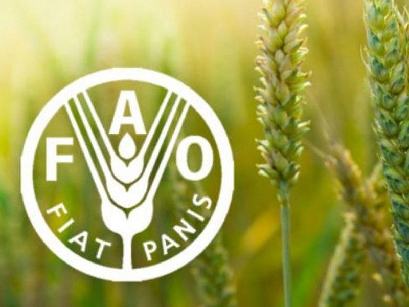 FAO: Qlobal ərzaq məhsullarının qiymətləri iyun ayında artıb