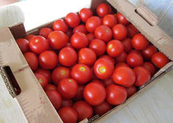 Rusiya Azərbaycanın daha 4 müəssisəsindən pomidor idxalına icazə verib