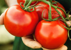 Azərbaycana gətirilən pomidor toxumlarında zərərli orqanizm aşkarlandı
