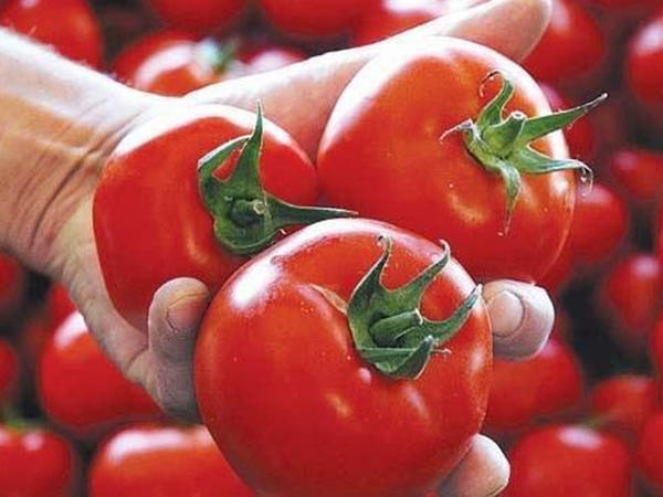 Pomidorun faydaları və zərərləri