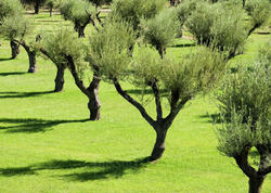 İtaliyada TAP-a görə köçürülən 828 zeytun ağacı əvvəlki yerlərinə əkilir