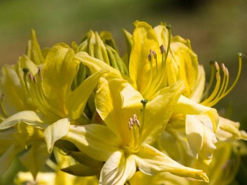 Sarı xanıməli bitkisinin faydaları