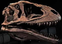 10 tonluq dinozavrın qalıqları tapıldı