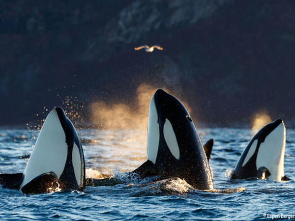 Balinalar yelkənli qayığı deşib, sükanı sındırdılar - VİDEO