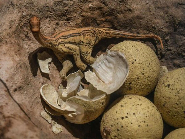 Yaponiyada dinozavr yumurtalarının qalıqları aşkar edilib