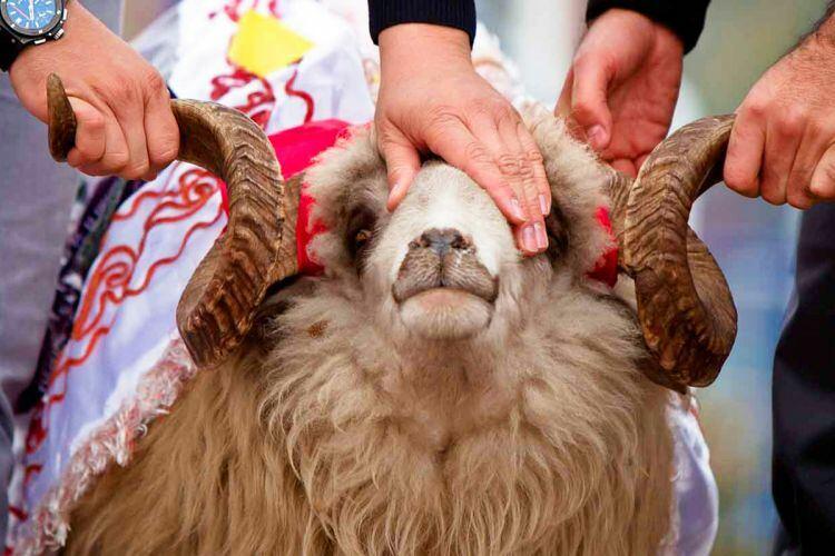 Qurban kəsənlərin bu qaydalara riayət etmələri mütləqdir - AÇIQLAMA