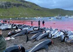 Yaponiyada yüzlərlə delfin <span class="color_red">öldürüləcək</span>
