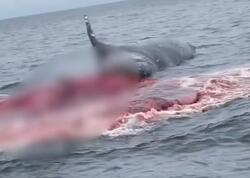 Ölü balina insanların gözü qarşısında partladı - <span class="color_red">FOTO</span>