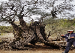 1100 yaşlı unikal zeytun ağacı