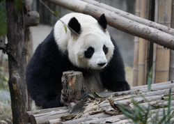 Dünyanın ən yaşlı pandası öldü