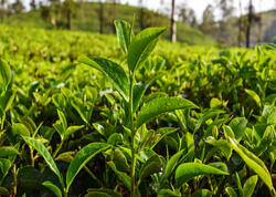 Dünyada ən bahalı çay növləri: 4 milyon dollar...