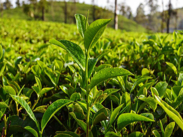 Dünyada ən bahalı çay növləri: 4 milyon dollar...