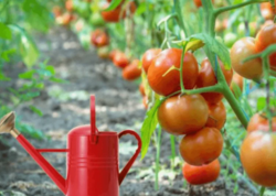 Pomidorları soyuq su ilə sulamaq olarmı? – <span class="color_red">Bağbanlar bilməlidir</span>