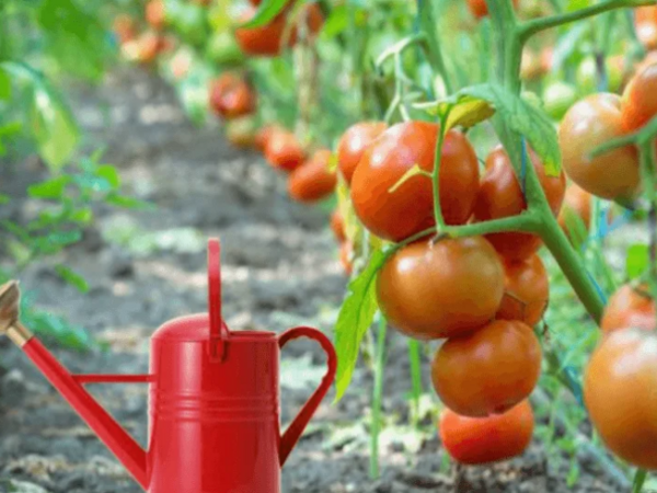 Pomidorları soyuq su ilə sulamaq olarmı? – <span class="color_red">Bağbanlar bilməlidir</span>
