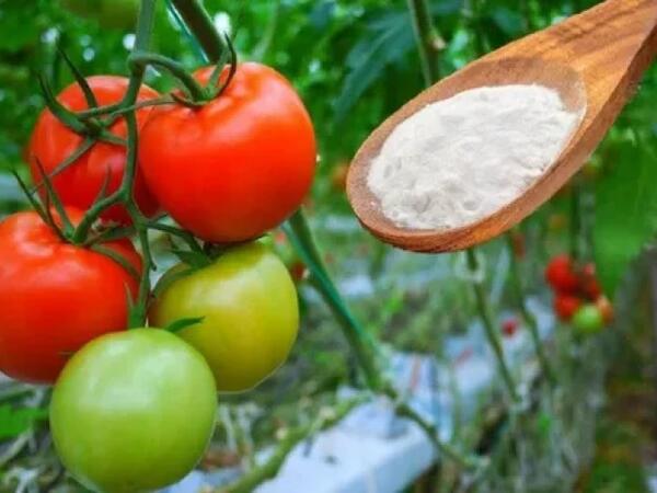 Sodanın pomidor üçün FAYDALARI – <span class="color_red">Maraqlıdır</span>