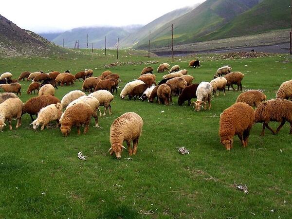 Bakıda 100-dən çox qoyun-keçi oğurladı - Saxlanıldı