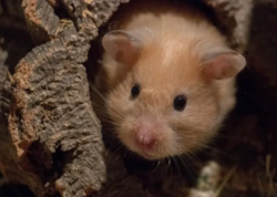 Hamsterin dişlədiyi qadın uşaqlarının gözü önündə öldü