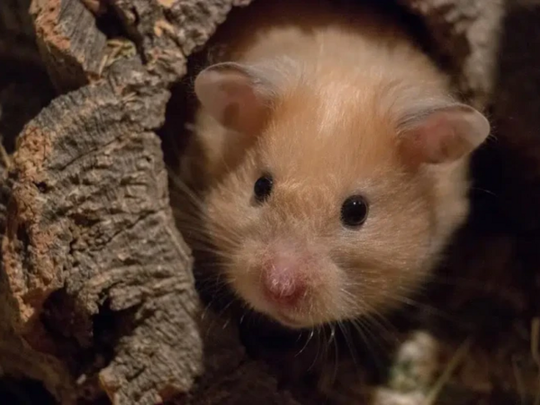 Hamsterin dişlədiyi qadın uşaqlarının gözü önündə öldü