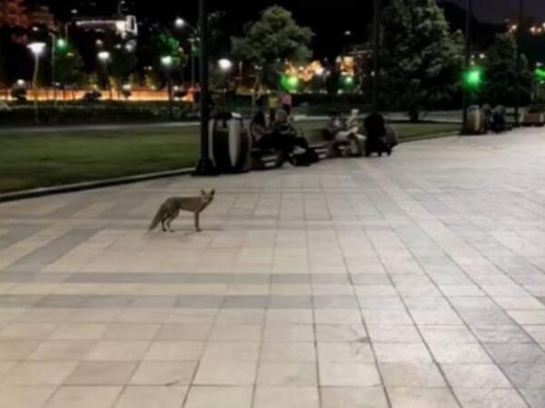 Bulvar, yoxsa meşə - Tülkülərlə bağlı niyə tədbir görülmür?