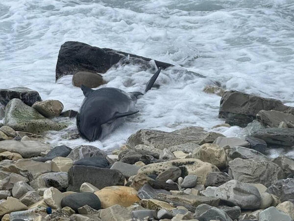 Kerç boğazında 60 ölü delfin tapıldı